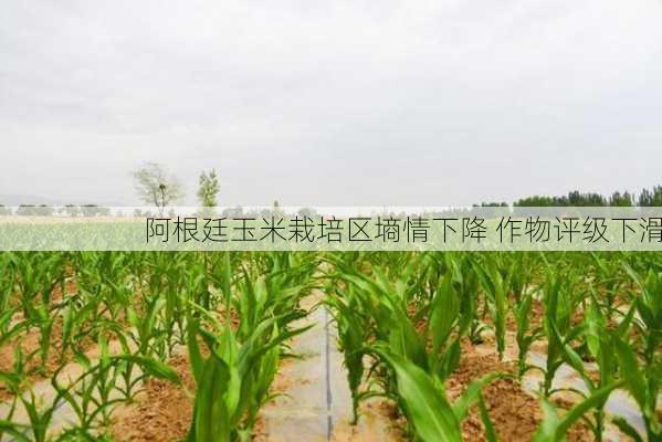 阿根廷玉米栽培区墒情下降 作物评级下滑-第3张图片-